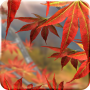 Autumn Tree Live Wallpaper